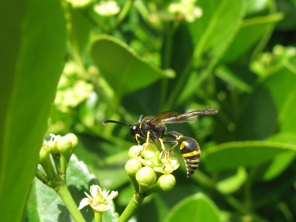 Eumenes papillarius, Vespidae Eumeninae